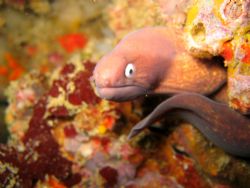 Baby murray eal - Hin Daeng - Thailand - Camera ; Ixus 400 by Wijnand Plekker 